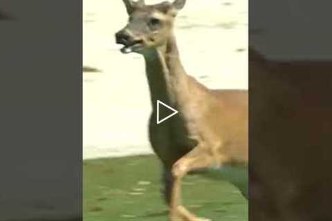 Oh deer ... 🦌🦌