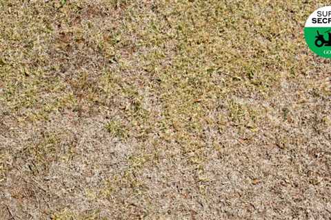 Is your grass dead, or just dormant? Here’s how to know, according to a superintendent