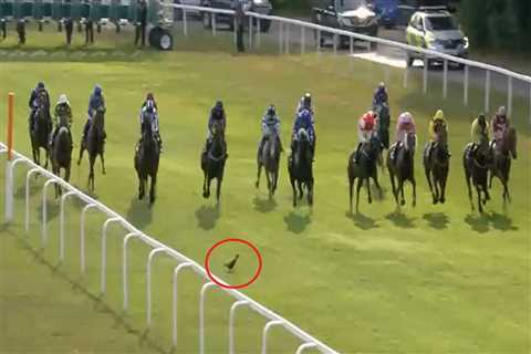 Watch mad moment berserk pheasant ruins horse’s run in big race by flying straight into him