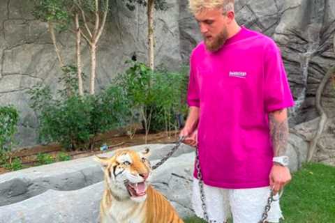 Jake Paul channels inner Mike Tyson by posing with TIGER on a lead as YouTuber’s fight against..