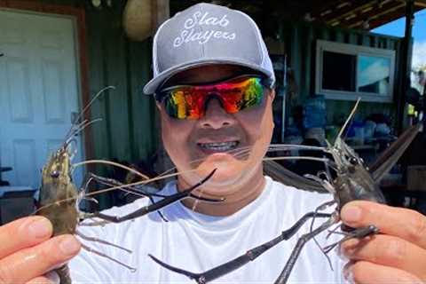 Catch And Cook Freshwater Prawns. Hilo, Hawaii