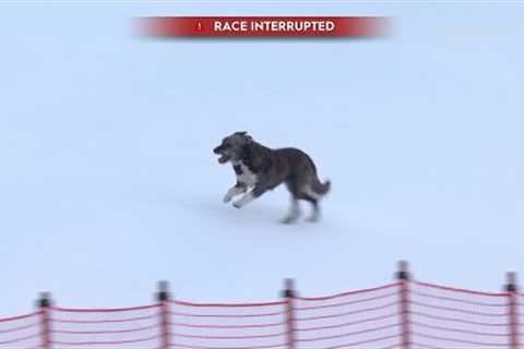 Dog Interrupts Alpine Ski Race | FIS World Cup 2023 | Bormio, ITA | Czech Commentary w/ English Subs