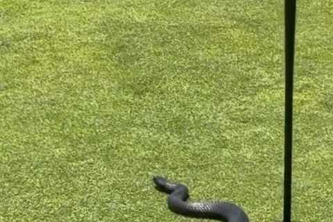‘Waiting for a birdie!’ – Watch shocking moment 4ft venomous snake slithers out of second hole on..