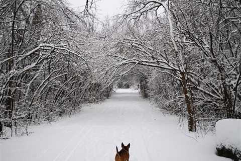 Winter Vacation Spots With Snow Sculpture Contests and Ice Carving Competitions