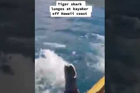 Tiger shark lunges at kayaker #shorts