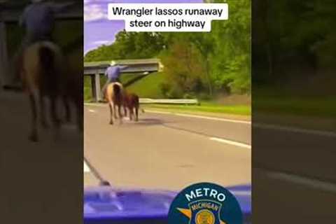 Runaway steer sprints down Michigan highway with cowboy in tow #shorts