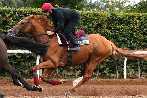 Millionaire horse makes miraculous comeback after brush with death