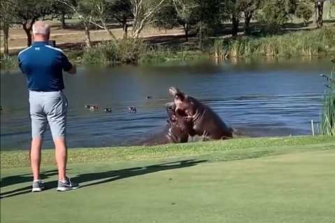 Incredible moment golf game is interrupted as two giant HIPPOS fight just yards from players