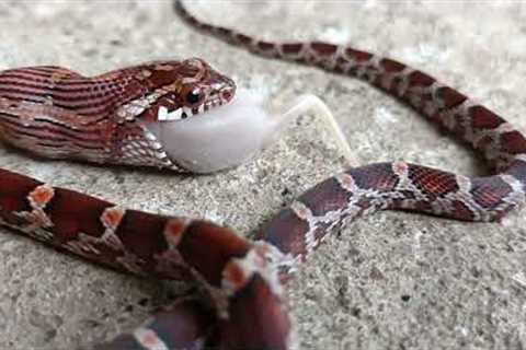 CORN SNAKE EATING