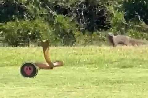 Shocking Video: Cobra Snake Outruns Mongoose on Golf Course