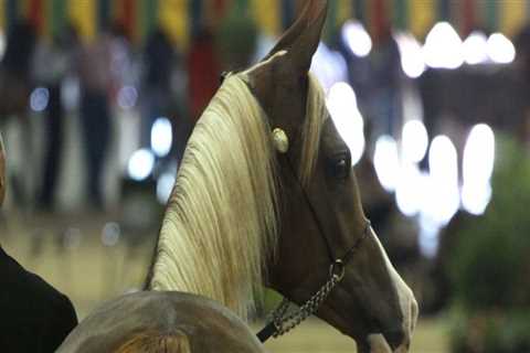 Special Rates for Horse Show Attendees in Scottsdale, Arizona