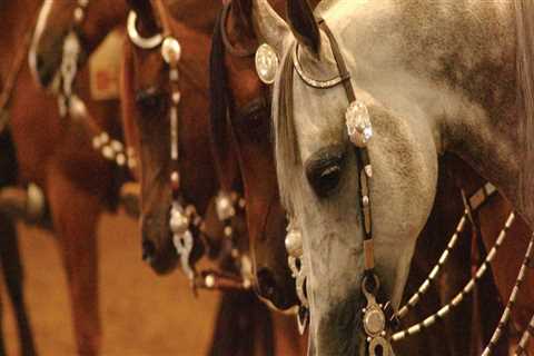 Comprehending the Judging Criteria for Horse Shows in Scottsdale, Arizona