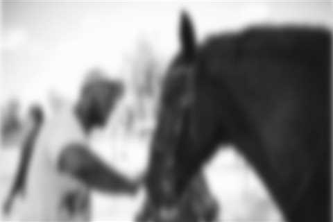 Interacting with Horses at Horse Shows in Scottsdale, Arizona