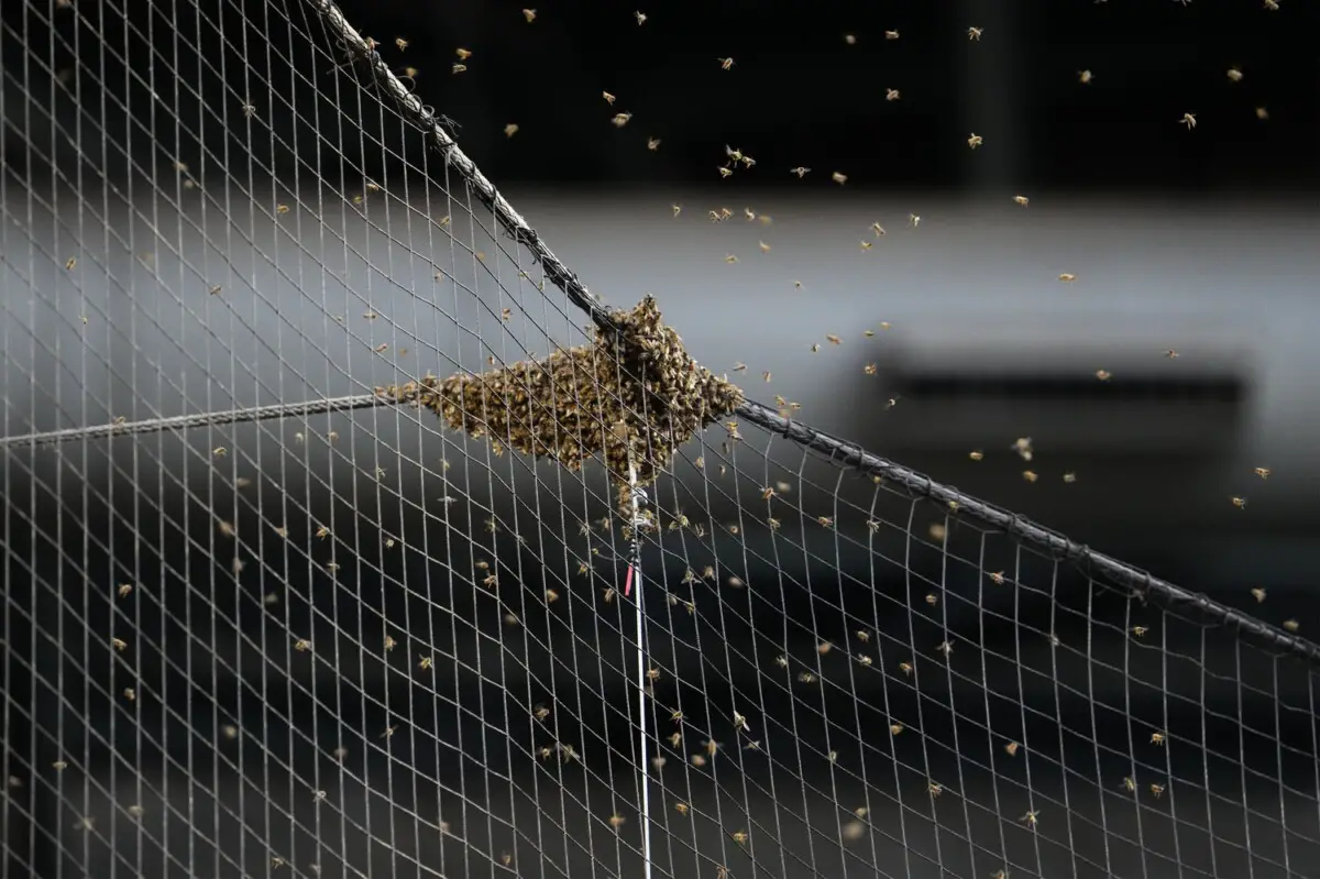 Dave Roberts Provides Update on Bee Delay in Dodgers vs Diamondbacks