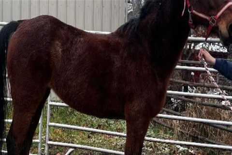 The Thriving Horse Industries of Beaver County, Pennsylvania