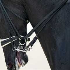 The Importance of Understanding Cancellation Policies for Equine Events in Southwest Washington