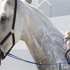 The Ultimate Guide to Attending Equine Events in Southwest Washington: Tips from an Expert