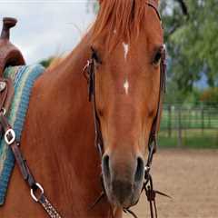 The Cost of Stabling Your Horse at a Show in Southwestern Missouri