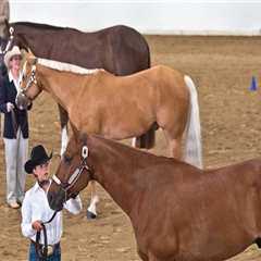 The Average Duration of Horse Shows in Southwestern Missouri