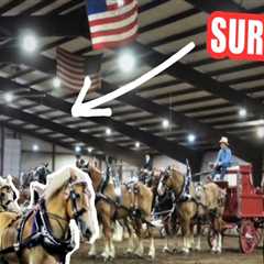 Mastering the Art of Entering Multiple Horses in a Single Show in Southwestern Missouri