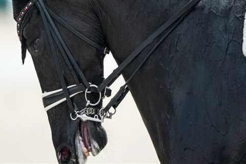 The Importance of Understanding Cancellation Policies for Equine Events in Southwest Washington