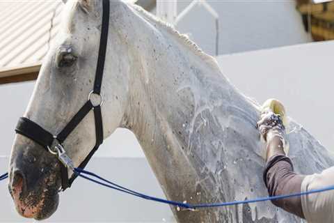The Ultimate Guide to Attending Equine Events in Southwest Washington: Tips from an Expert