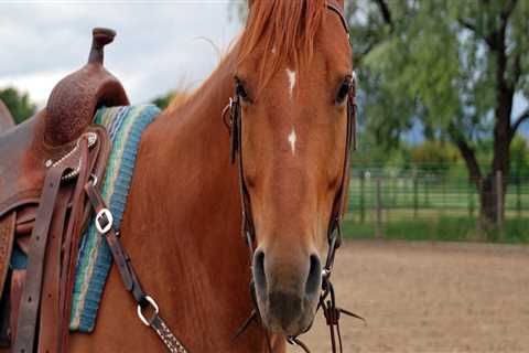 The Cost of Stabling Your Horse at a Show in Southwestern Missouri