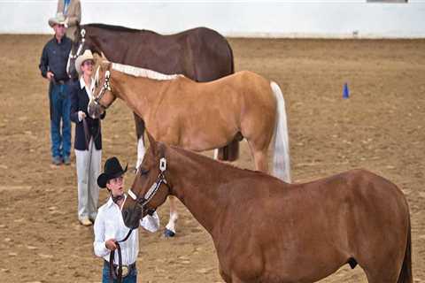 The Average Duration of Horse Shows in Southwestern Missouri