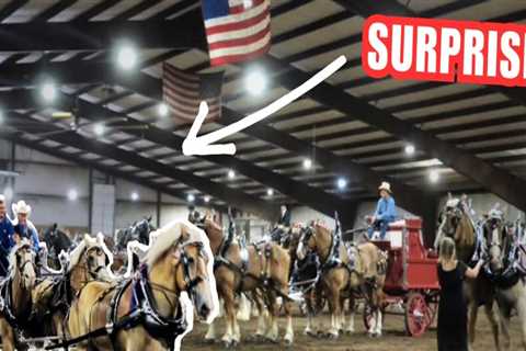 Mastering the Art of Entering Multiple Horses in a Single Show in Southwestern Missouri
